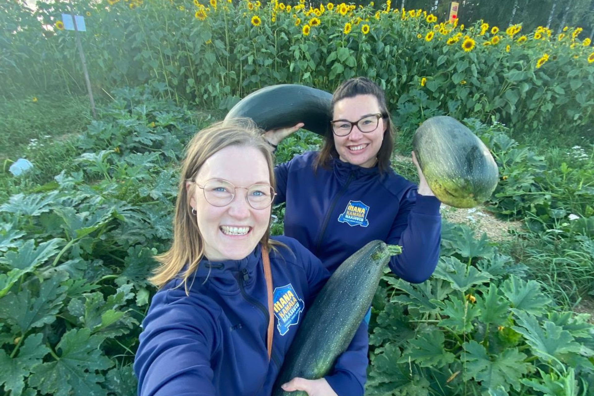 Naiset pellolla keräämässä kesäkurpitsoja.