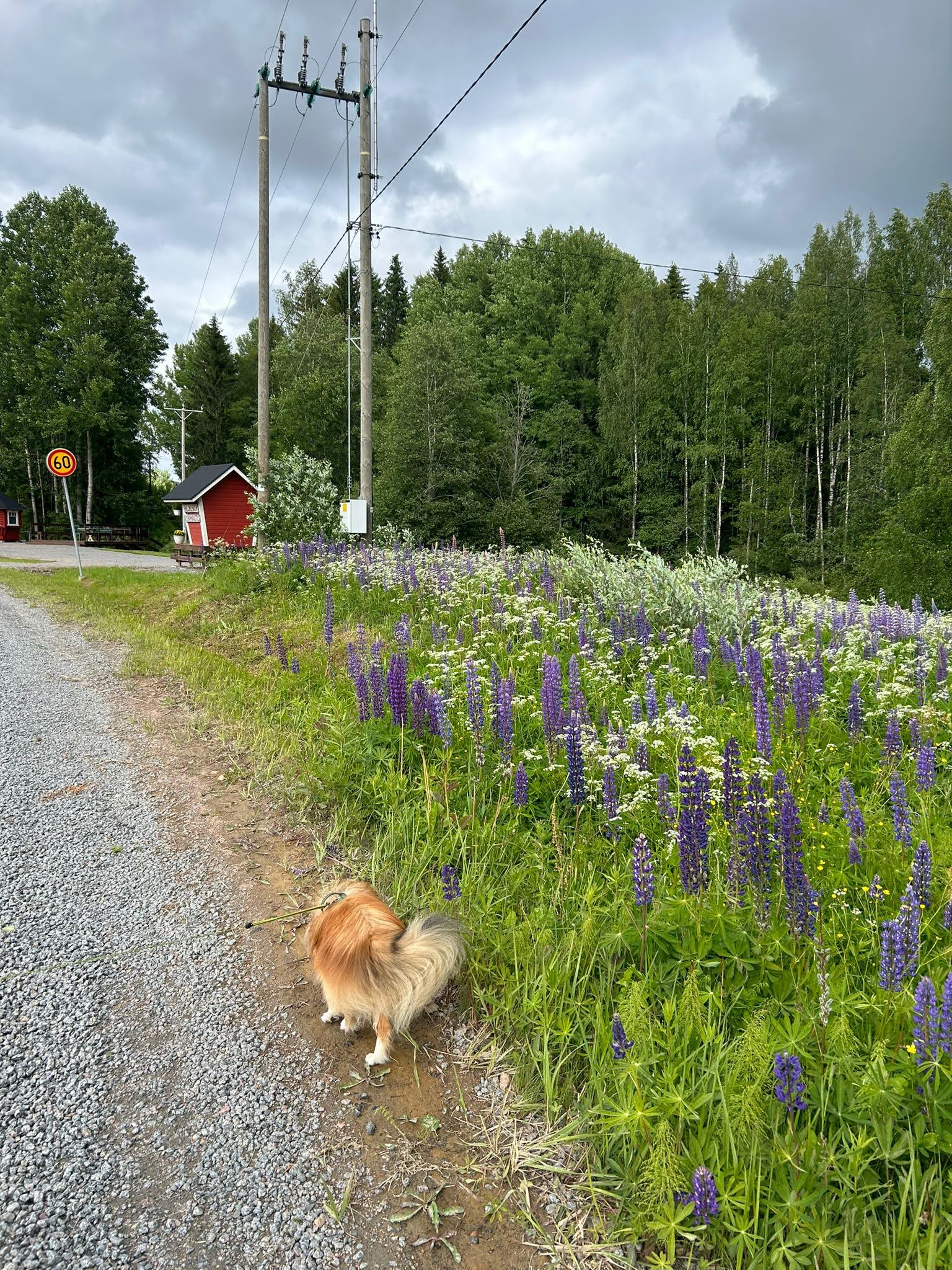 Koira kulkee kylätiellä.