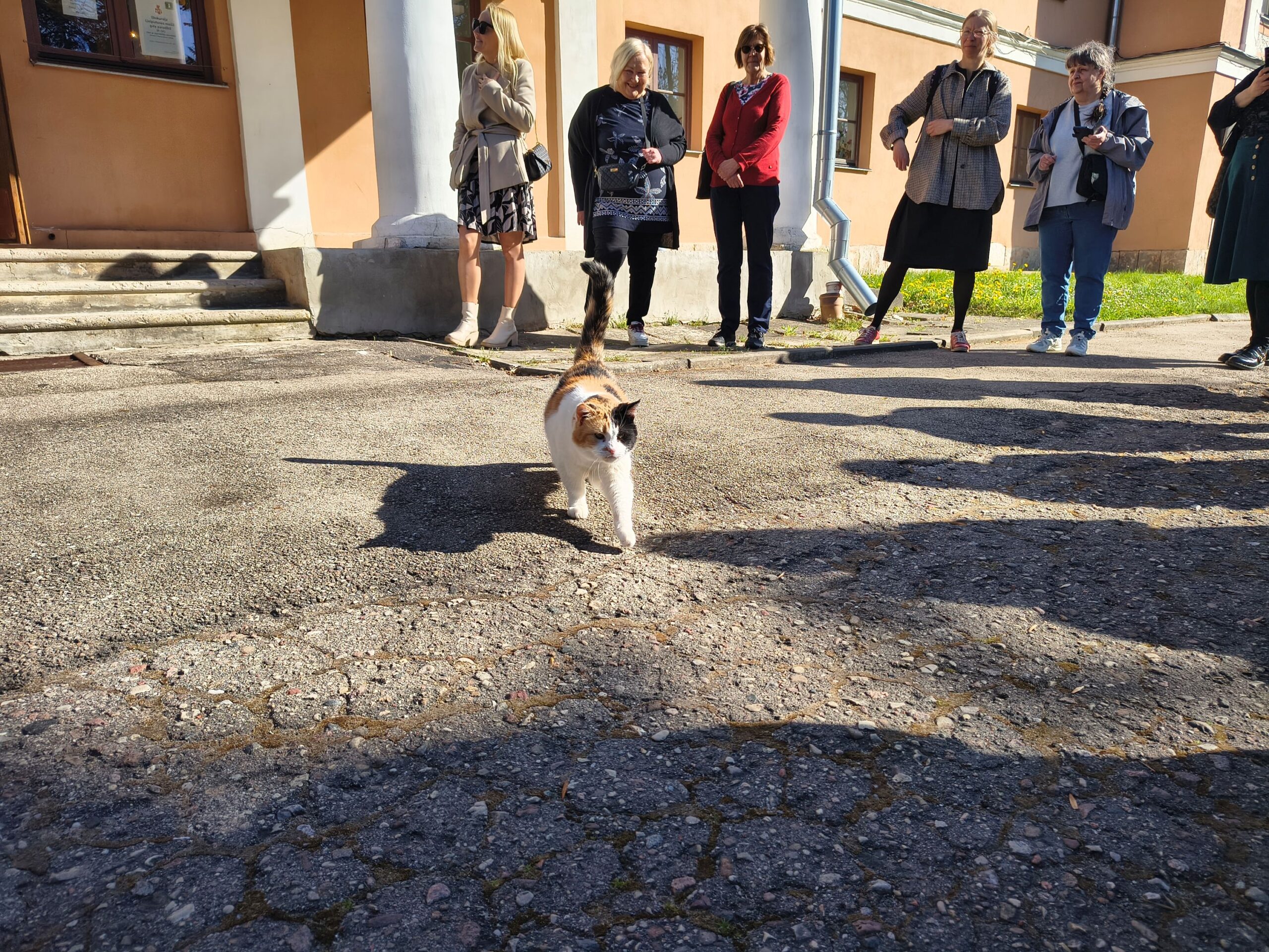 Kissa työssään opastamassa turisteja.